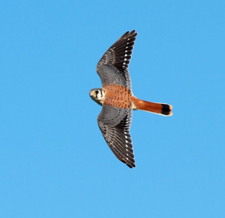 american-kestrel-male-hawk-ridge-duluth-mn-img_7609-2
